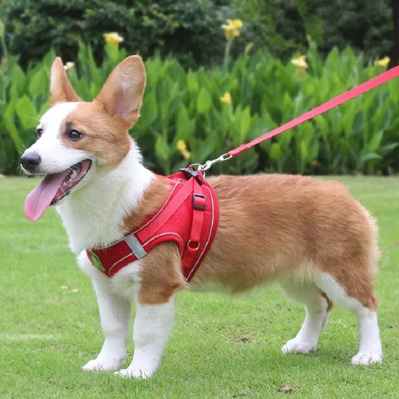 Harnais pour chien - corgi enchanté