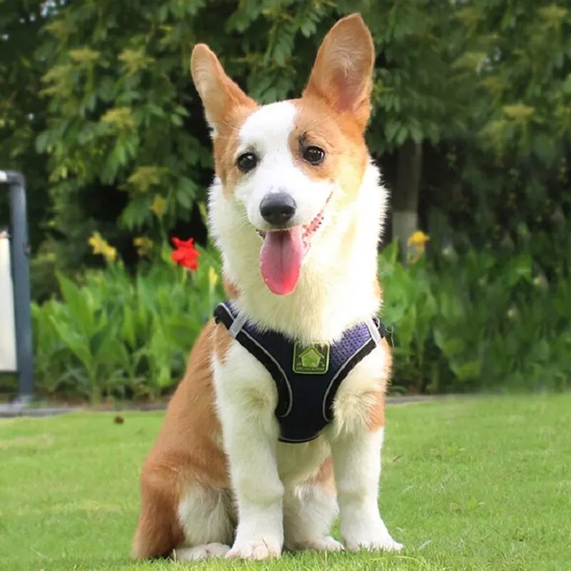 Harnais pour chien - corgi joyeux
