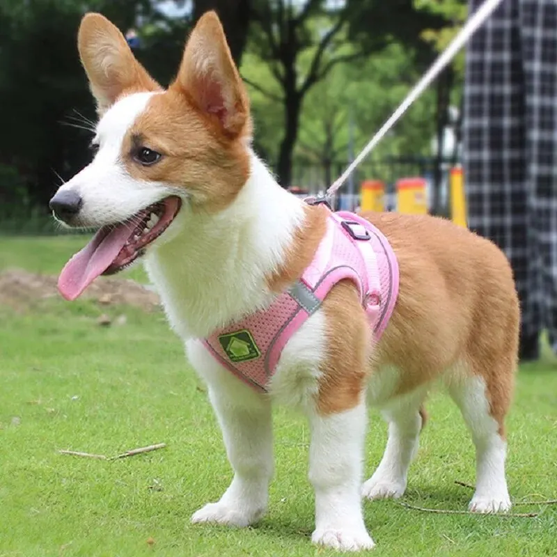 Harnais pour chien - corgi étoilé